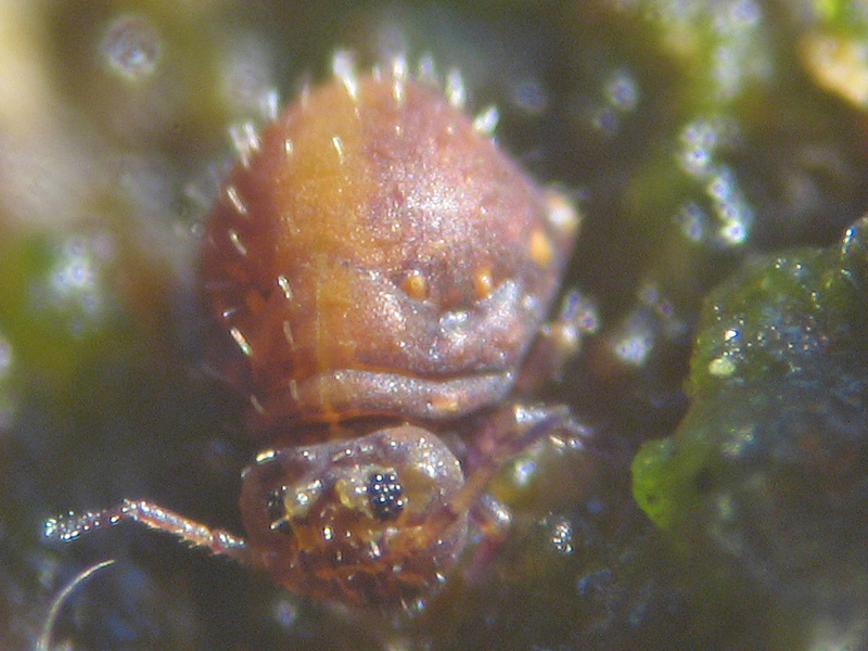 Collembola Simphypleona